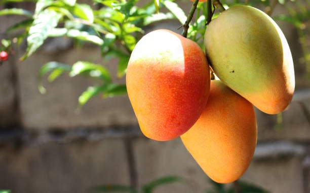 Soroti Fruits Limited-Teju Juice-Teju Mango Juice